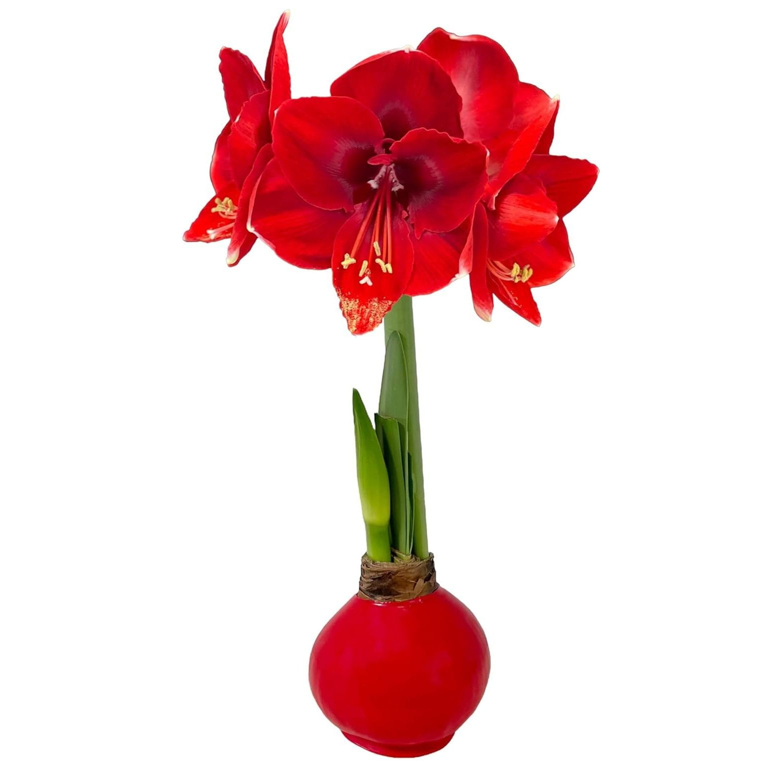 Red Wax Amaryllis Bulbs with Red s Great Gift for The Holidays Real