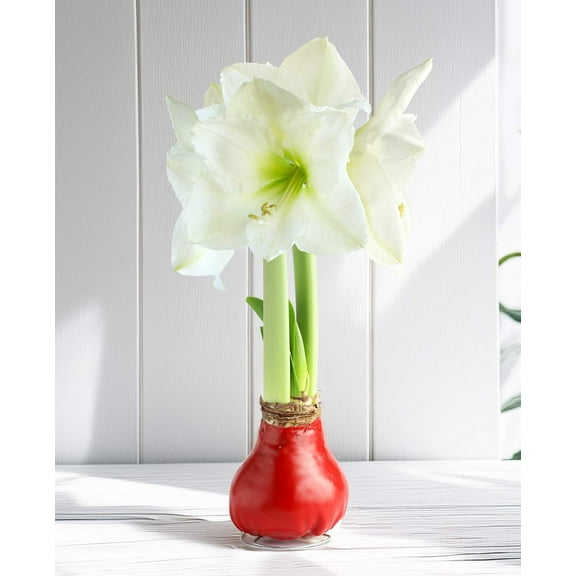 Red Waxed Amaryllis Bulb with White Flower