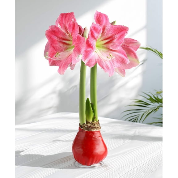 Red Waxed Amaryllis with Pink Flower