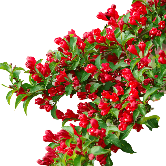 Red Weigela – Hardy Flowering Shrub with Bright Red Blooms for Garden Borders and Landscapes