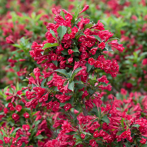 Red Weigela Plant - 8 to 10 Inch Tall Flowering Shrub for Garden Landscaping