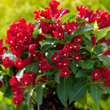 Red Weigela Plant in Quart Pot - Vibrant Flowering Shrub for Garden Landscaping - Hardy Outdoor Ornamental Bush