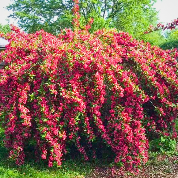 Red Weigela Tree Live Plant, Red Weigela Shrubs, Suitable for Zones 4-8, Dormant Tree from 4 to 7 inches Tall