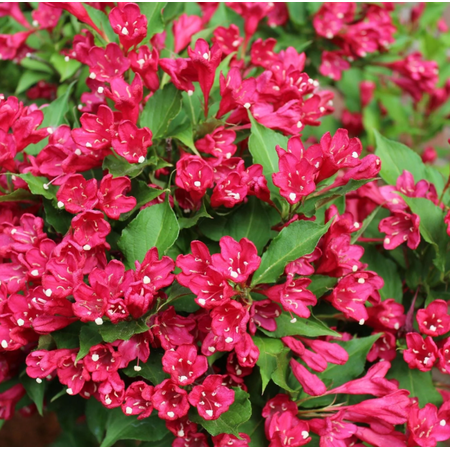 Red Weigelia Plant Live for Planting, Flowering Weigela Bush Seedling for Home and Garden 6 to 12 Inch Tall in 4 Inch Pot