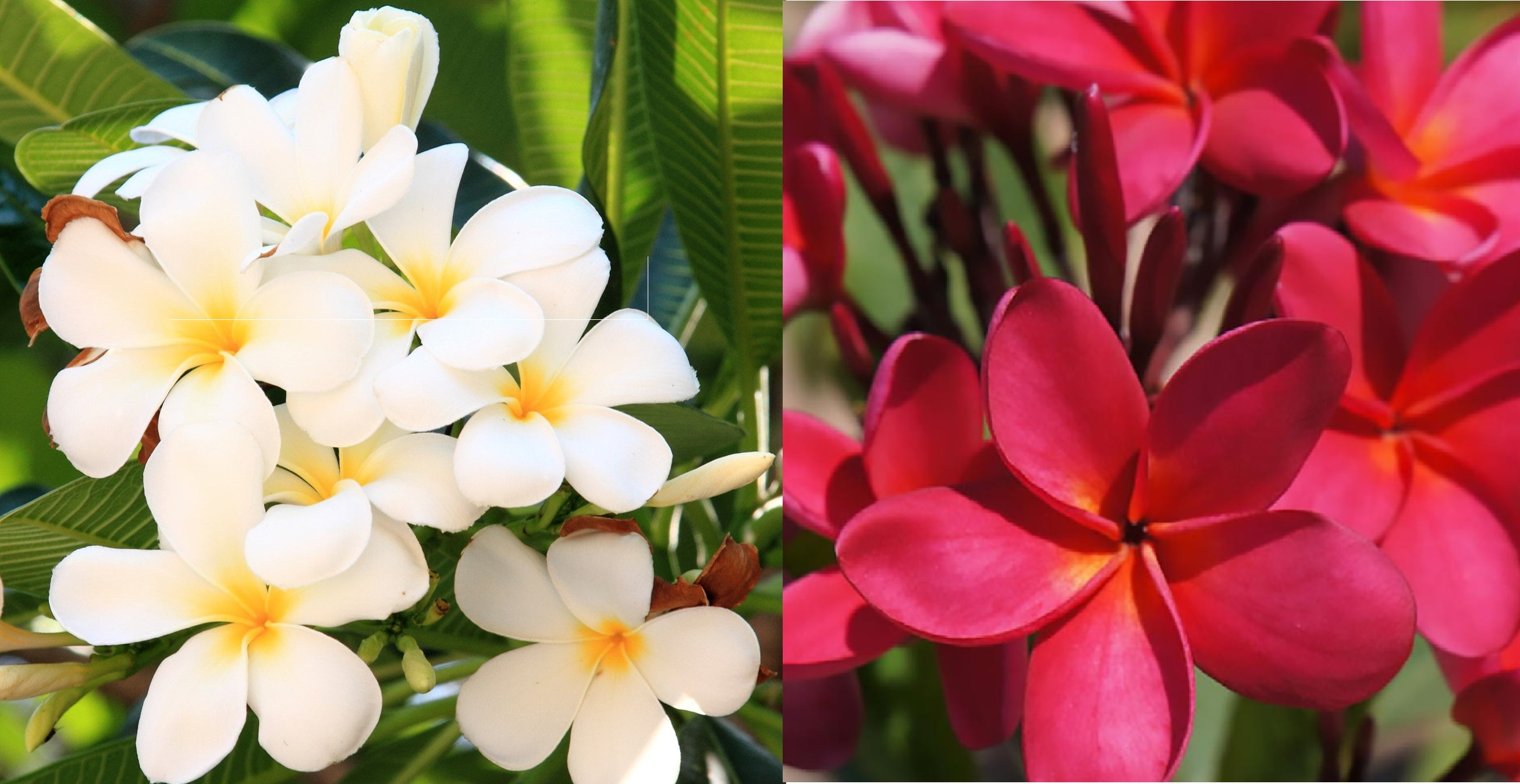 Red & White Plumeria Frangipani Plant Shrub Live Cuttings 2 Pk ...