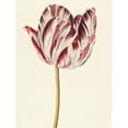 thumbnail image 1 of Red White Tulip Flowers Nature Painting Extra Large XL Wall Art Poster Print, 1 of 3