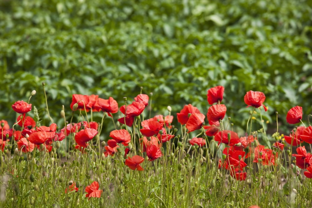 Red Wildflowers Northumberland England Canvas Art - John Short Design Pics (19 x 12)