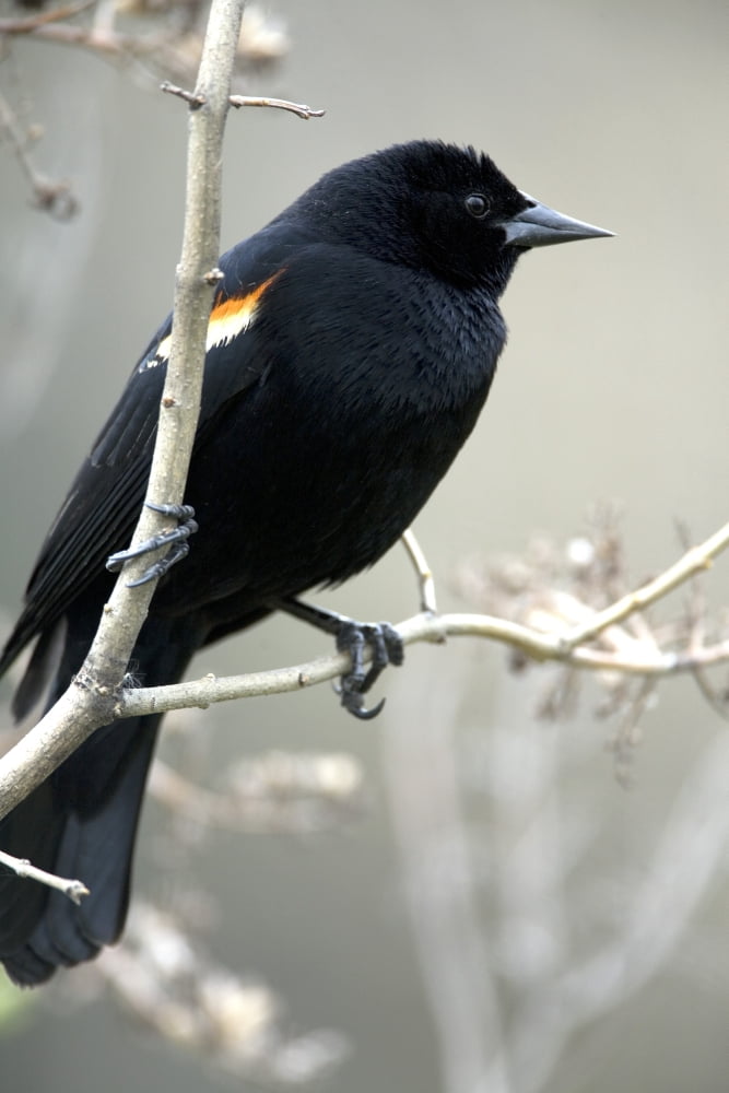 Red-Winged Blackbird (Agelaius Phoeniceus) Perched On A Branch Botanical Garden Montreal Quebec Canvas Art - Philippe Henry Design Pics (11 x 17)