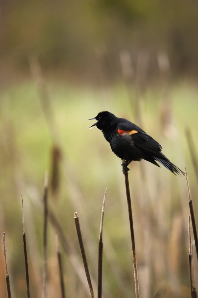 A Red-Winged Blackbird (Agelaius Phoeniceus) Sitting On The Top Of A Reed In Banff National Park Alberta Canada Canvas Art - Philippe Widling Design Pics (12 x 19)
