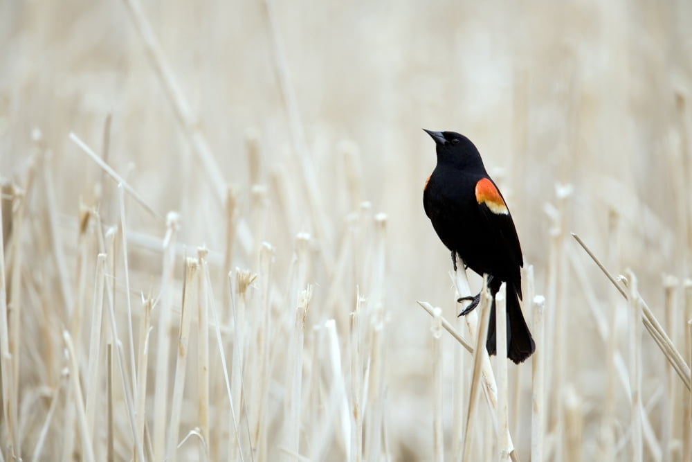 Red-Winged Blackbird Perched On A Bullrush Montreal Botanical Garden Montreal Quebec Canvas Art - Philippe Henry Design Pics (17 x 11)
