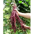 thumbnail image 1 of Red Yard Long Bean Seeds/ Annual/ Full Sun/40 Seeds 1/4 oz / Zellajake Farm and Garden- B66, 1 of 1