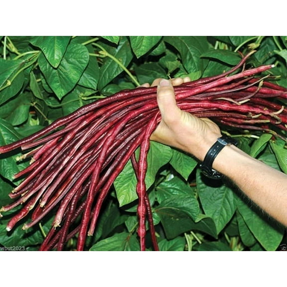 Red Yard Long Bean Seeds for Planting - 20 Seeds - Asparagus Bean | Snake Bean | Chinese Long Bean