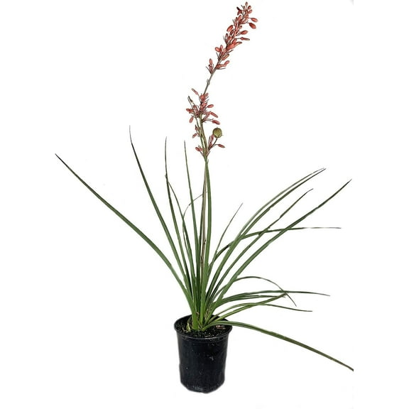 Red Yucca - 5 Live Plants in 6 Inch Pots - Hesperaloe Parviflora - Bird Friendly Evergreen Succulent