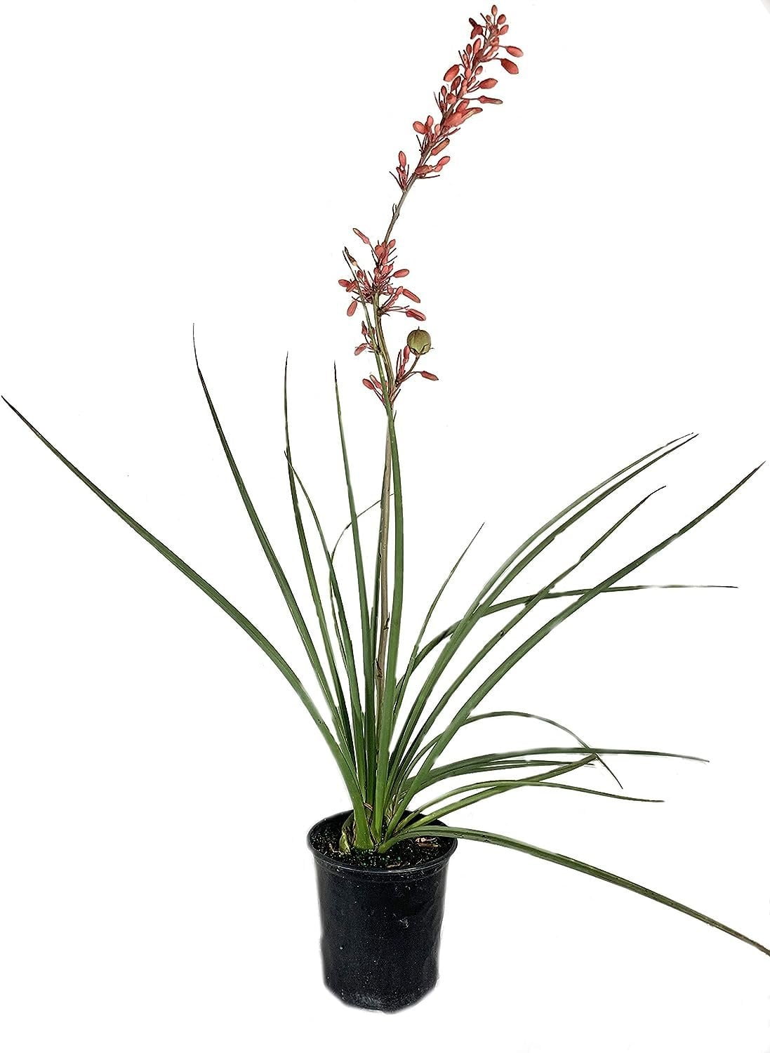 Red Yucca - Live Plant in a 6 Inch Pot - Hesperaloe Parviflora - Bird Friendly Evergreen Succulent