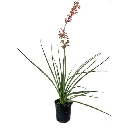 Red Yucca - Live Plant in a 6 Inch Pot - Hesperaloe Parviflora - Bird Friendly Evergreen Succulent