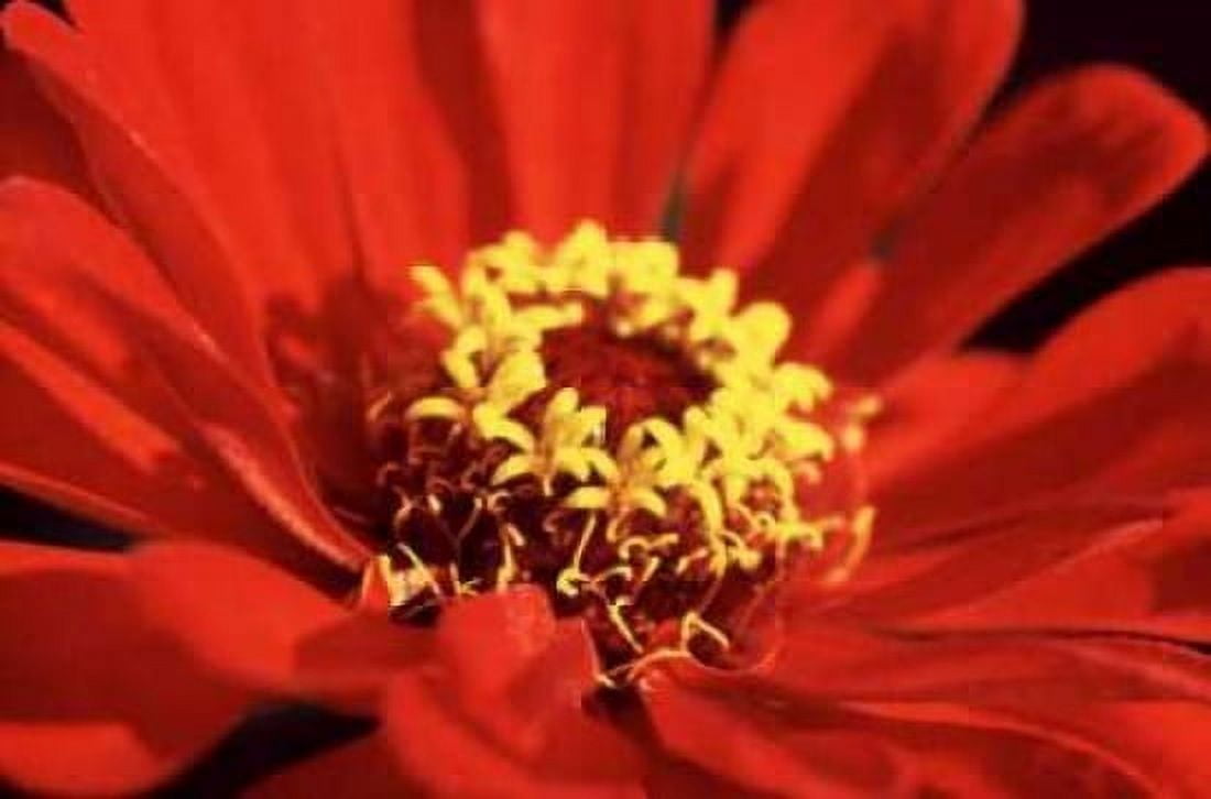 Red Zinnia I Canvas Art - Bob Stefko (24 x 36)