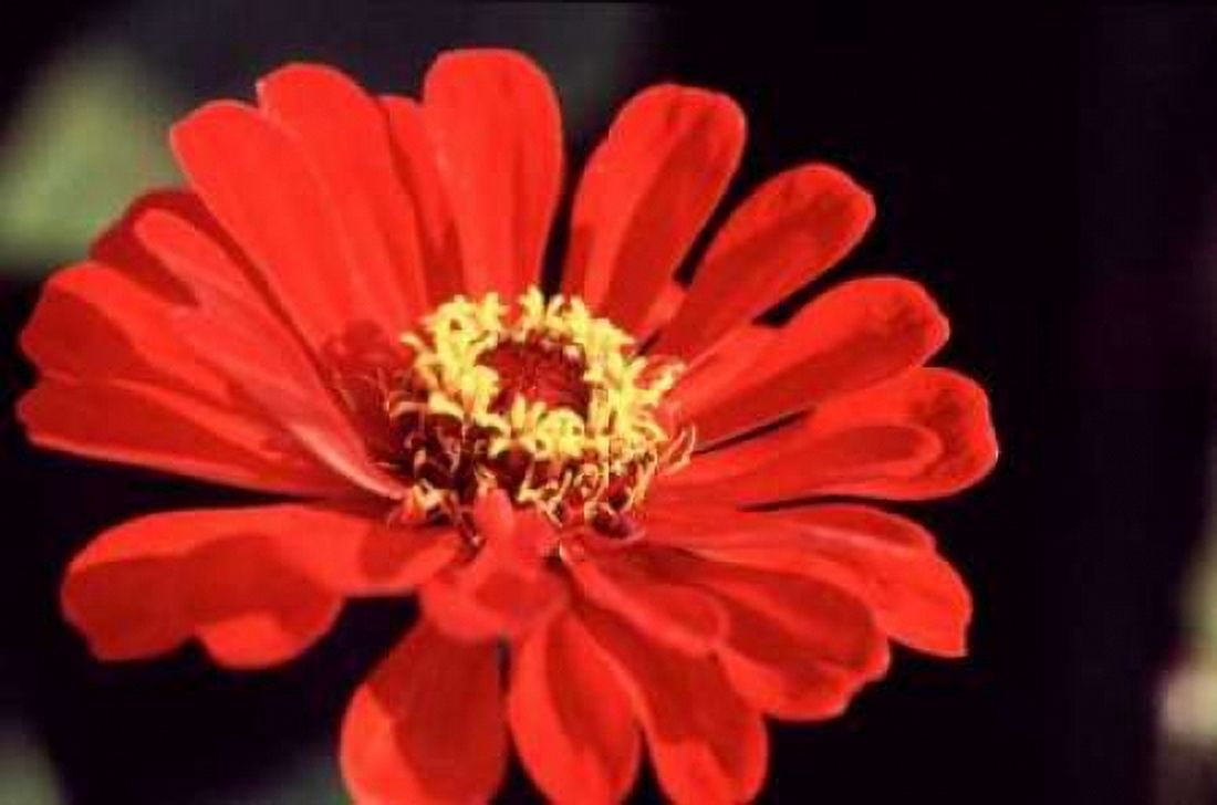 Red Zinnia II Canvas Art - Bob Stefko (12 x 18)