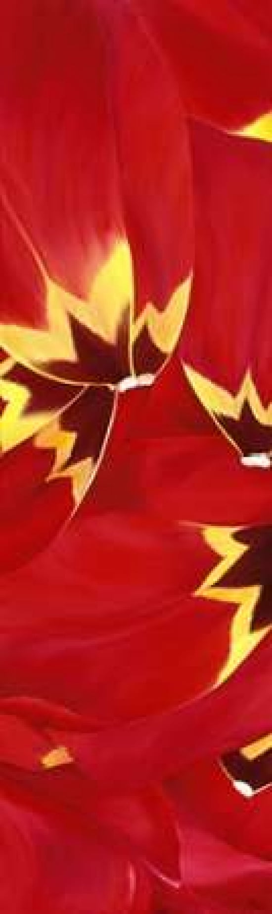 Red and Close to you Canvas Art - Yvonne Poelstra-Holzhaus (12 x 36)