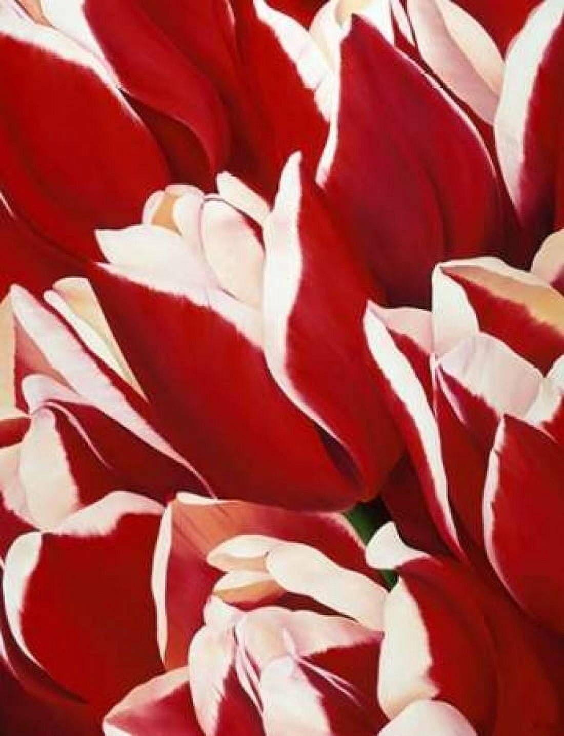 Red and White II Canvas Art - Yvonne Poelstra-Holzhaus (22 x 28)