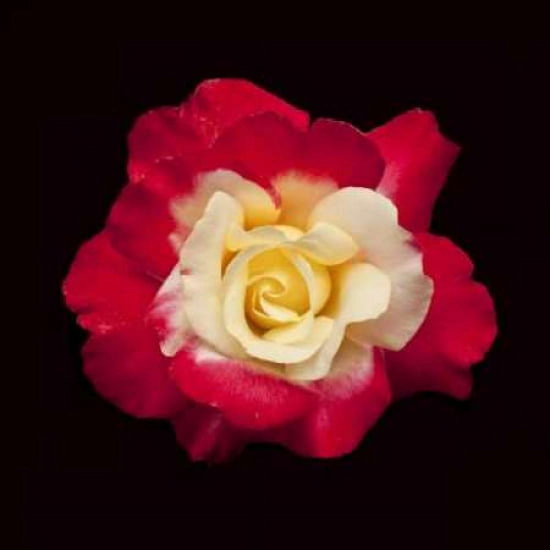 Red and White Rose Canvas Art - Lee Peterson (24 x 24)