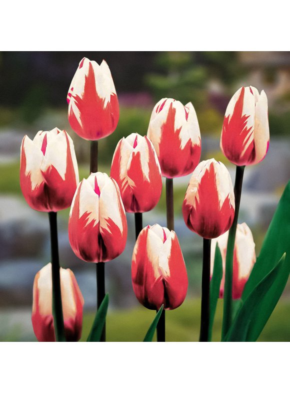 Tulip Bulbs in Plant Bulbs