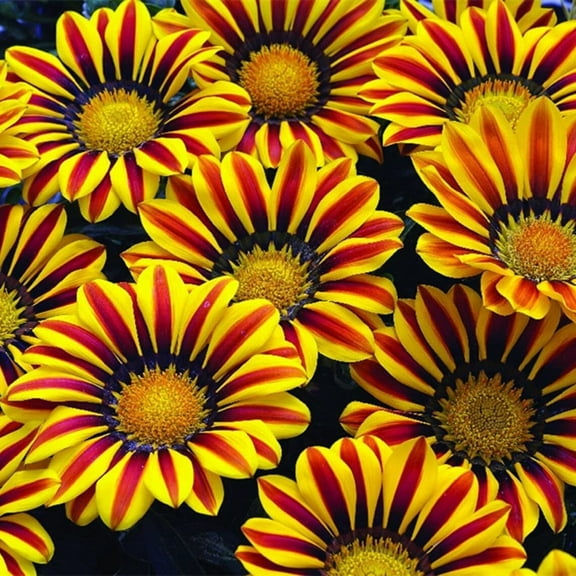 Red and Yellow Gazania Flower Seeds to Grow - Made in USA, Ships from Iowa - Great with Marigold or Roses. Gazinga Seeds (5,000 Seeds)