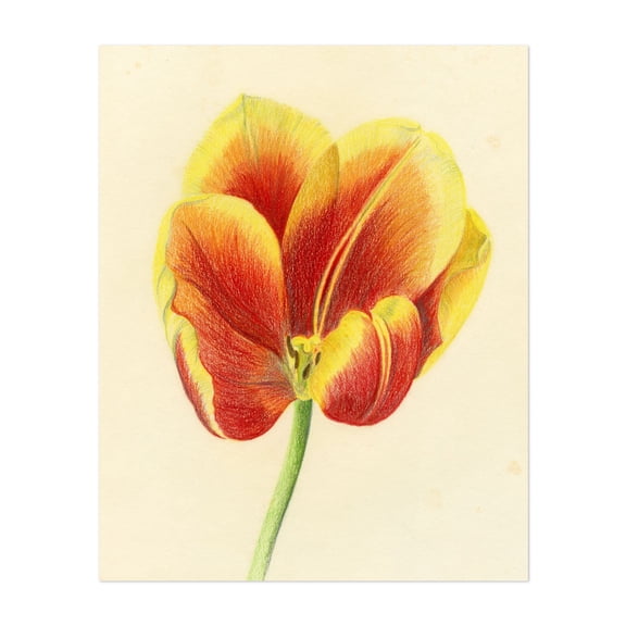 Red and Yellow Tulip - Drawing Flowers Floral Botanical Nature Modern Art Unframed Wall Art Print 16 x 20 inches