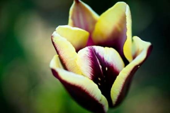Red and Yellow Tulip I Canvas Art - Beth Wold (12 x 18)