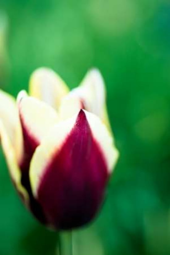 Red and Yellow Tulip II Canvas Art - Beth Wold (24 x 36)