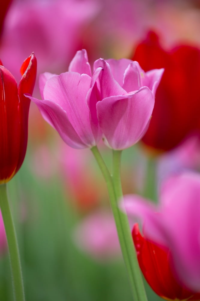 Red and pink Tulips in a garden Cantigny Park Wheaton Illinois USA Canvas Art - Panoramic Images (18 x 24)