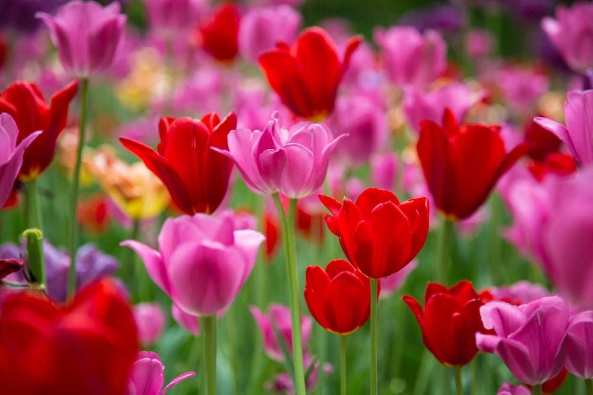 Red and pink Tulips in a garden Cantigny Park Wheaton Illinois USA Canvas Art - Panoramic Images (24 x 36)