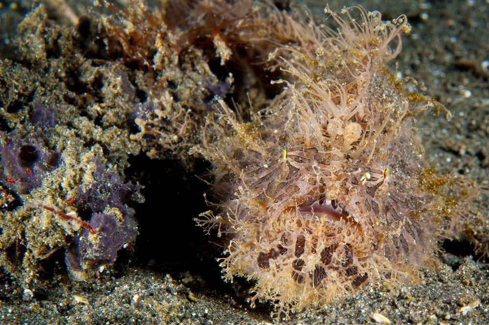 Red and pink striated frogfish with large appendages Lembeh Strait Indonesia Canvas Art - Steve JonesStocktrek Images (35 x 23)
