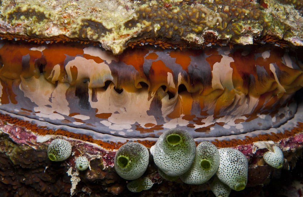 Red and white clam with green tunicates Maldives Canvas Art - Mathieu MeurStocktrek Images (35 x 23)