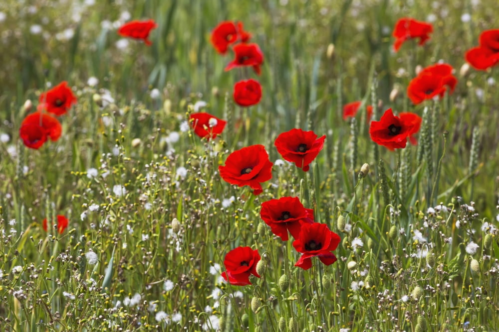 Red and white flowers blossoming in a field Northumberland England Canvas Art - John Short Design Pics (19 x 12)
