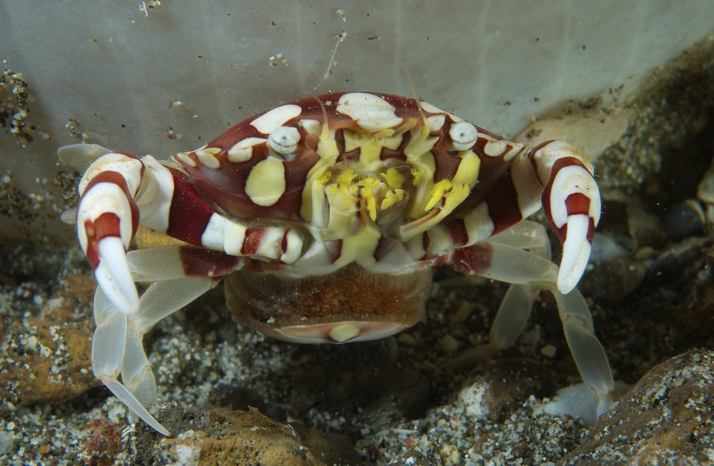 Red and white harlequin crab releasing its eggs Indonesia Canvas Art - Mathieu MeurStocktrek Images (18 x 12)