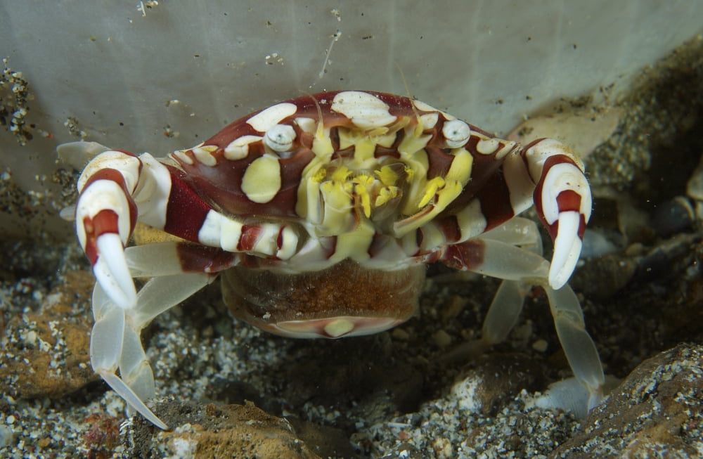 Red and white harlequin crab releasing its eggs Indonesia Canvas Art - Mathieu MeurStocktrek Images (35 x 23)