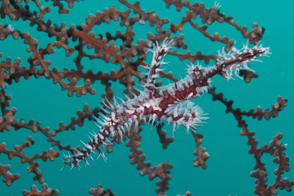 Red and white ornate harlequin ghost pipefish Canvas Art - Mathieu MeurStocktrek Images (17 x 12)