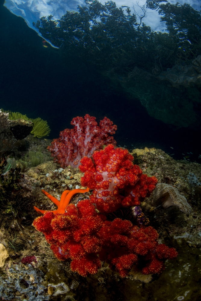 Red and white soft coral with sea star on a rocky reef top in Indonesia Canvas Art - Mathieu MeurStocktrek Images (12 x 17)