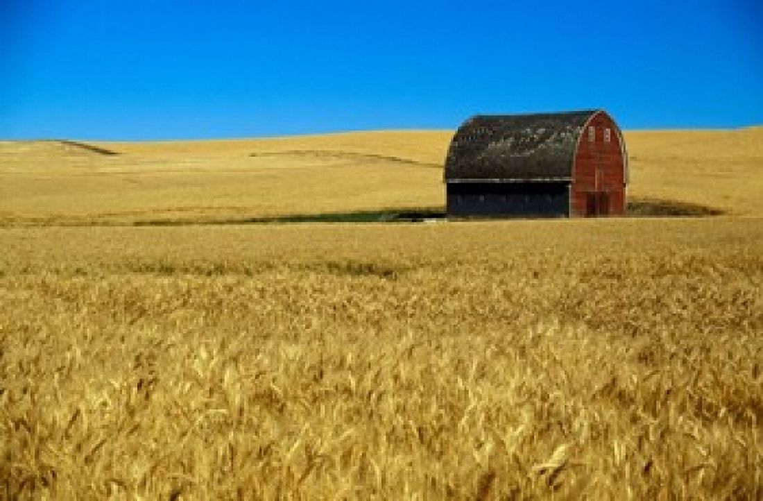 Red barn in wheat field Palouse region Washington USA Canvas Art - Panoramic Images (19 x 12)