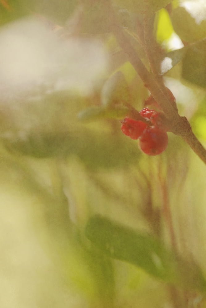 Red berries of the bog cranberry on autumn bushes rocky mountain house alberta canada Canvas Art - Roberta Murray Design Pics (24 x 38)