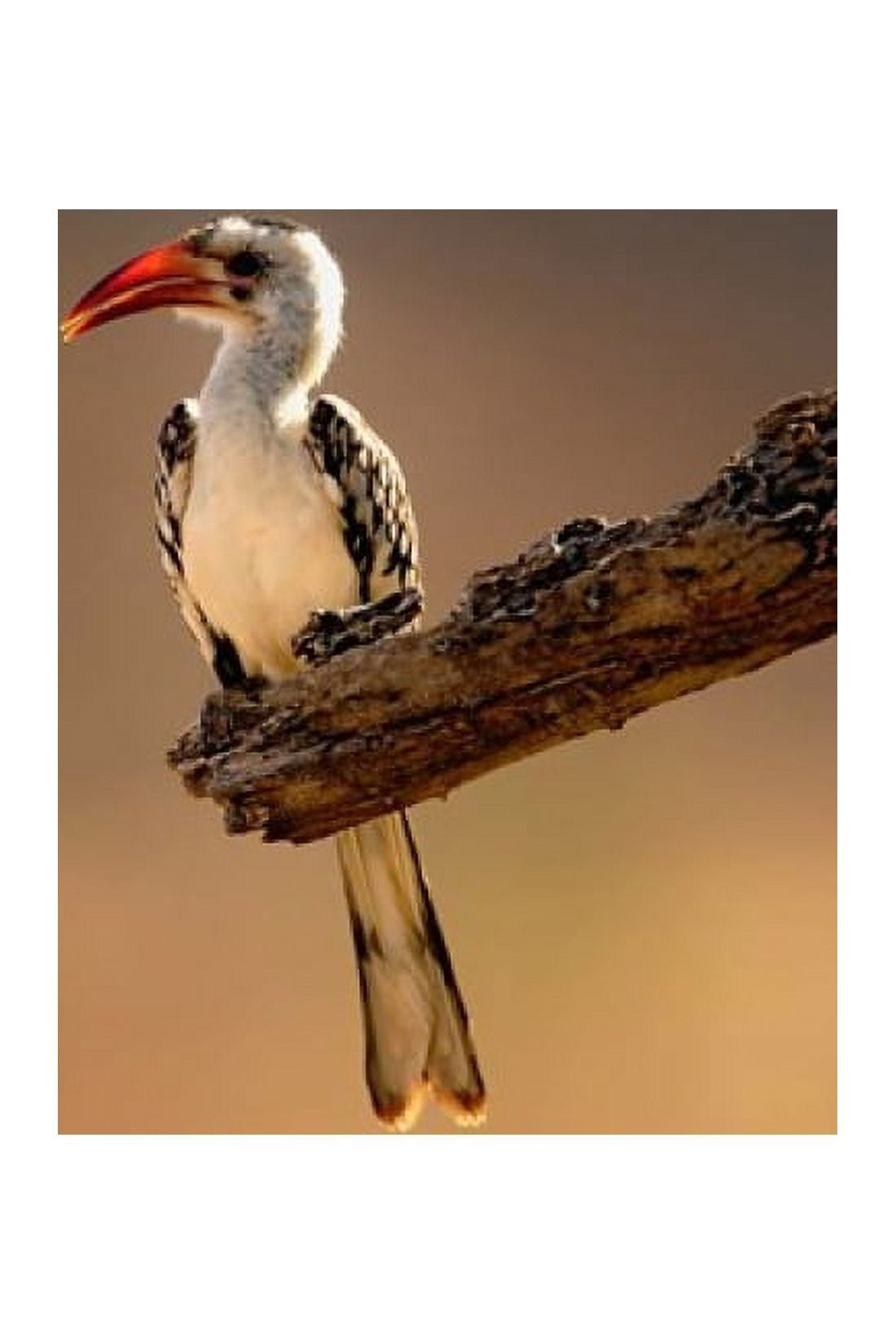 Red-billed Hornbill Samburu Game Reserve Kenya Canvas Art - Adam Jones DanitaDelimont (23 x 35)