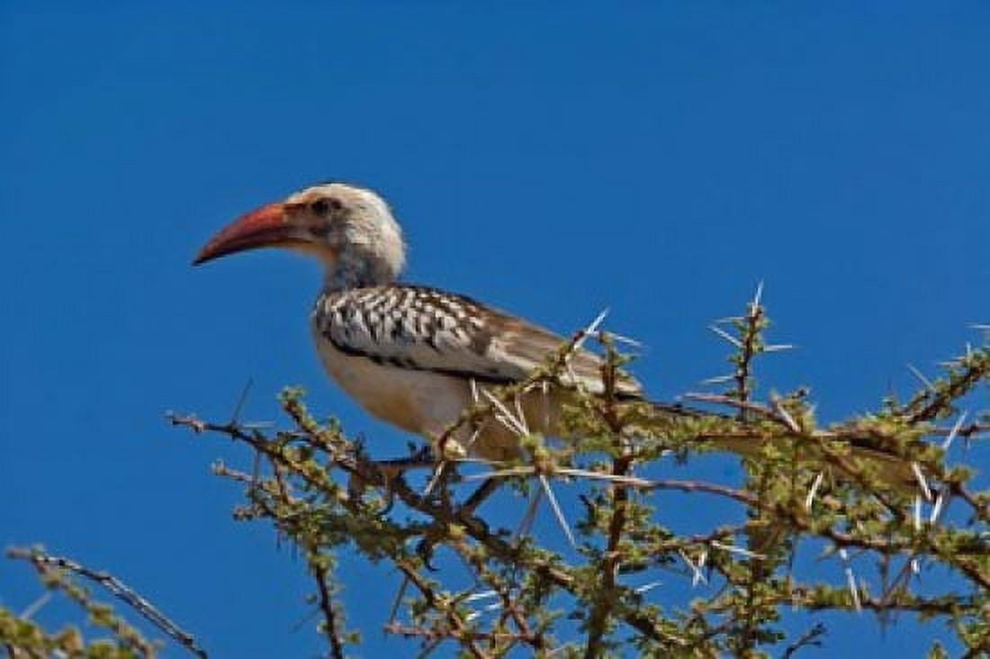 Red-billed Hornbill Samburu Game Reserve Kenya Canvas Art - Adam Jones DanitaDelimont (35 x 24)