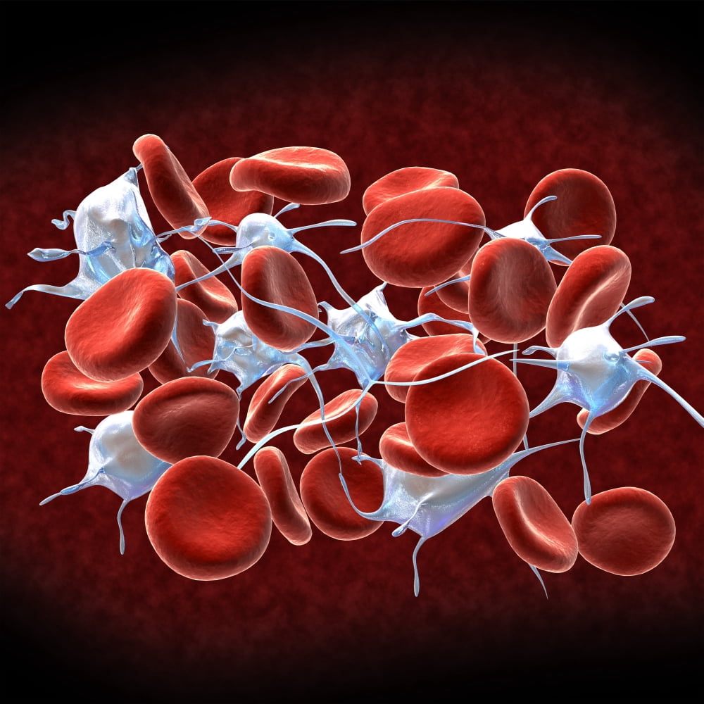 Red blood cells with leukocytes Canvas Art - Stocktrek Images (29 x 29)