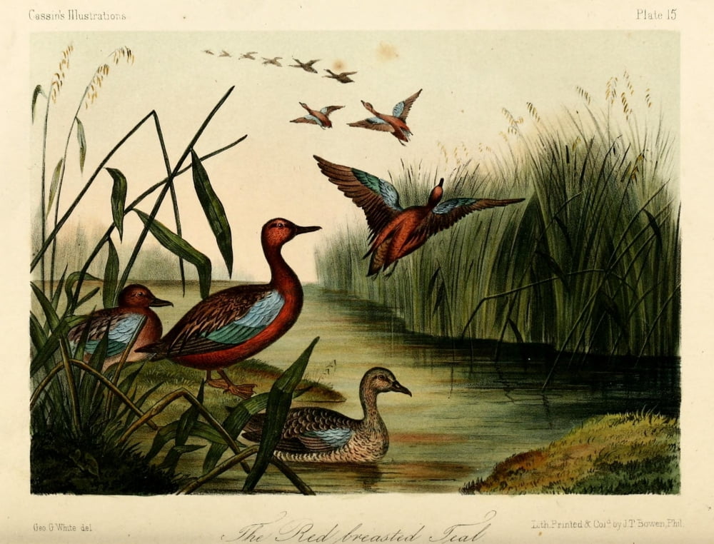Red-breasted Teal Canvas Art - WE Hitchcock (18 x 24)