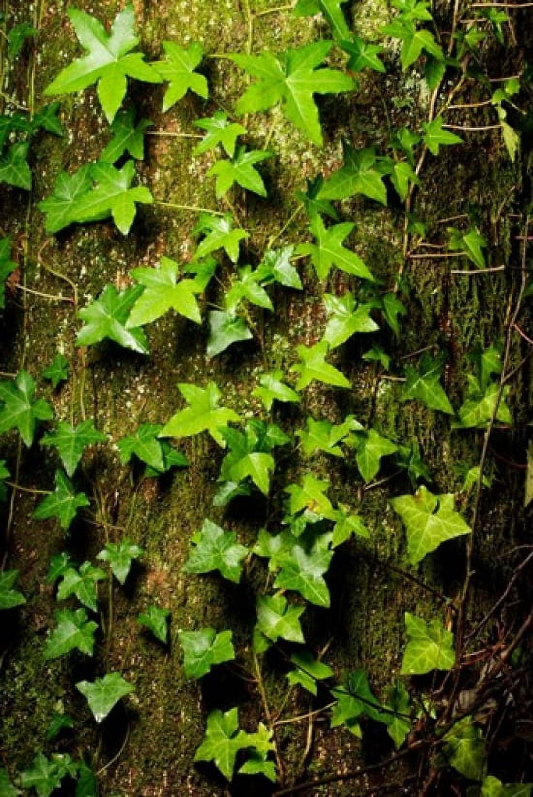 Red cedar English ivy Stanley Park British Columbia Canvas Art - Paul Colangelo DanitaDelimont (18 x 26)