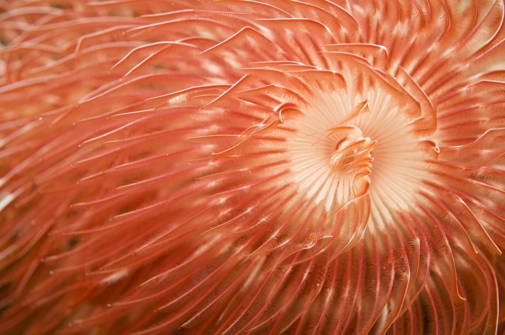 Red christmas tree worm spiral Komodo Indonesia Canvas Art - Mathieu MeurStocktrek Images (18 x 12)