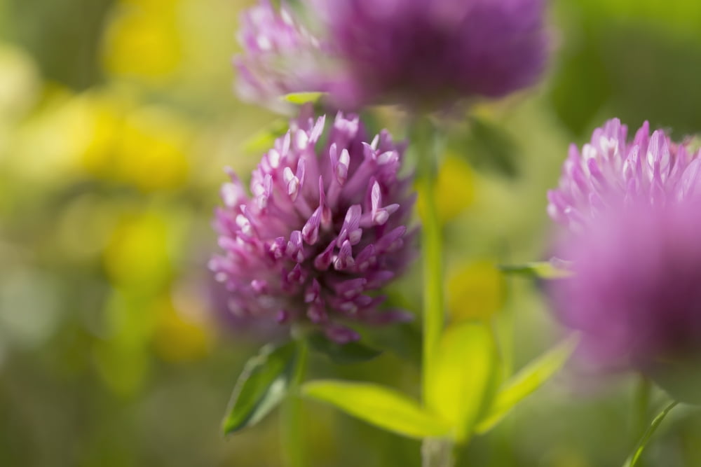 Red clover (Trifolium pratense) Black Forest Germany Canvas Art - Carl Bruemmer Design Pics (19 x 12)