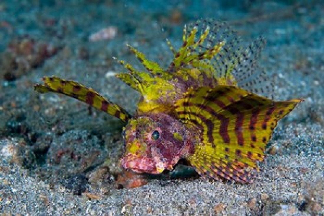 Red dwarf lionfish Canvas Art - Jaynes Gallery DanitaDelimont (26 x 18)