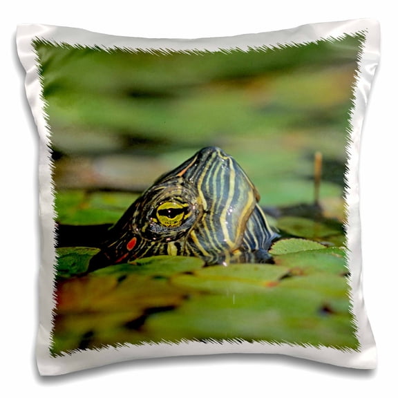 3dRose, Red-eared Slider Turtle, Rio Grande Valley, Texas - US44 RNU0218 - Rolf Nussbaumer, 16x16 inch Pillow Case