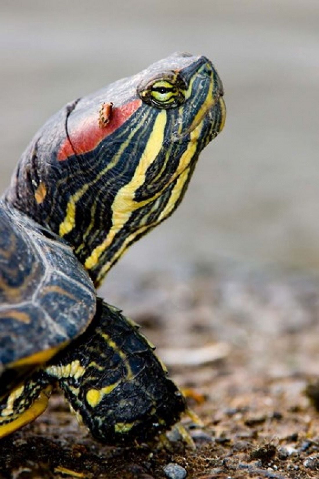 Red-eared pond slider turtle British Columbia Canvas Art - Paul Colangelo DanitaDelimont (24 x 36)